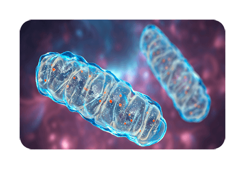 Mitochondria — the cell's energy factories